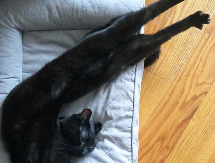 cats-stretching-super-long-legs
